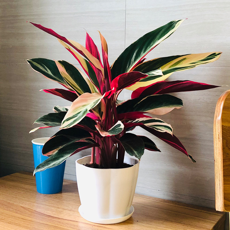 新品七彩竹芋彩色观叶植物好养的盆栽可水培耐阴花卉露天花镜配色