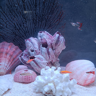 【纯天然】鱼缸装饰造景摆件全套珊瑚贝壳藤壶底沙套装成品