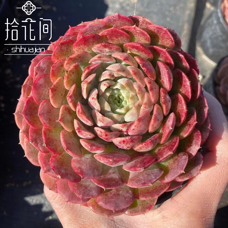 仙桃多肉