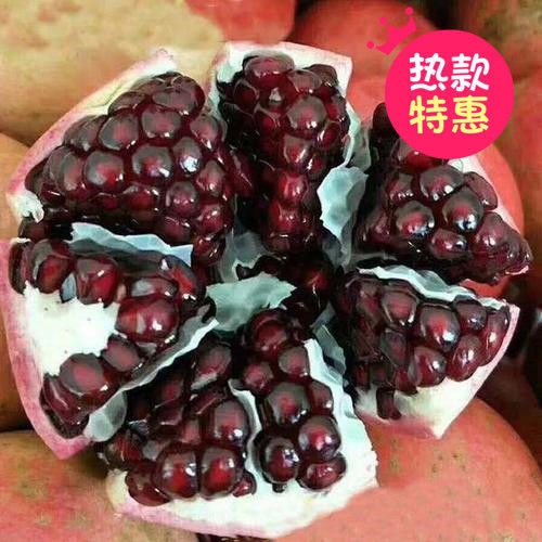 和田突尼斯软籽庭院南方特大石榴树