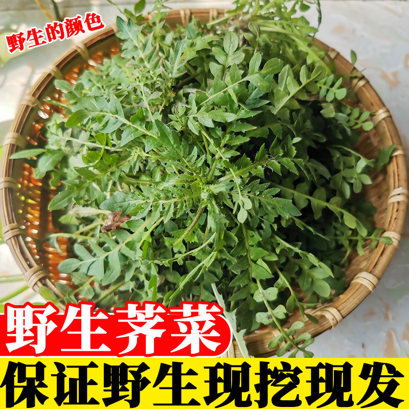 荠菜野菜新鲜包邮