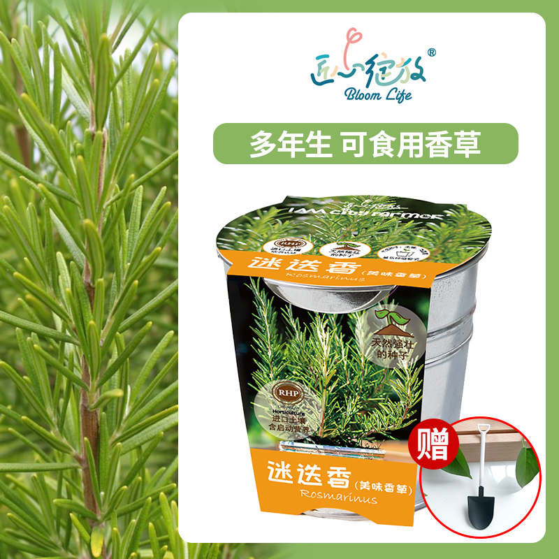 匠心绽放 迷迭香迷你香草趣味植物 可食用家庭香草 种植盆栽