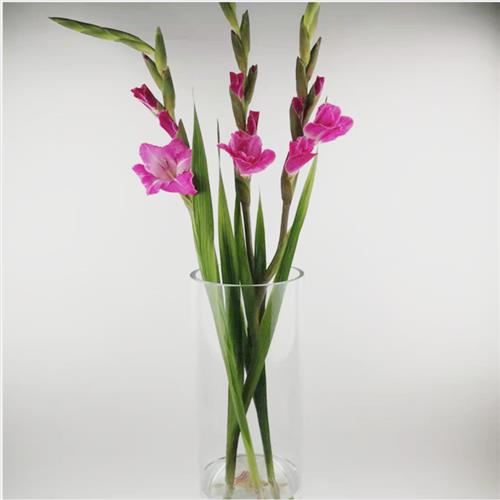 剑兰鲜花唐菖蒲剑兰鲜切花百合花朵水培云南鲜花直批同城速递包邮