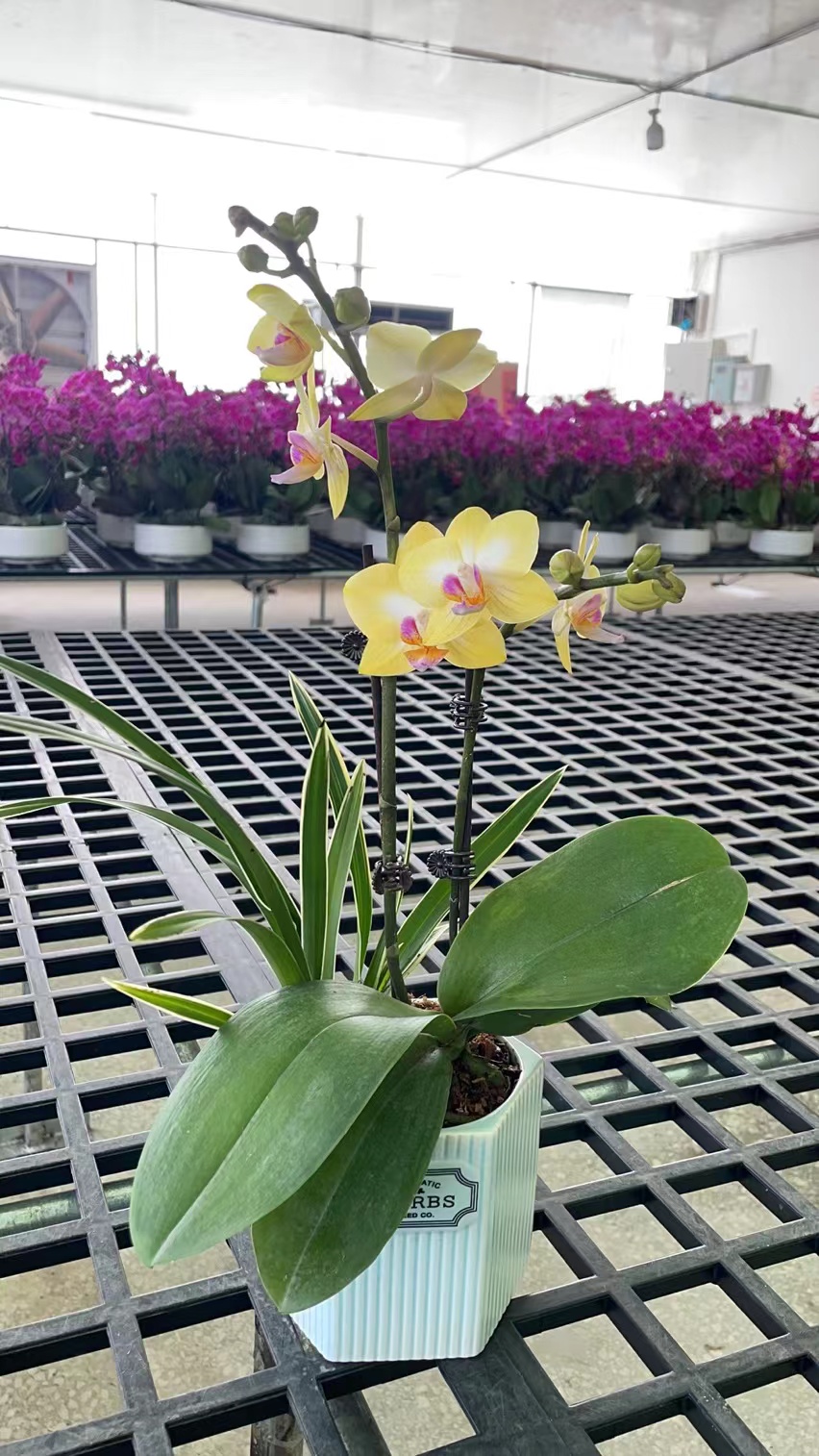 蝴蝶兰【甜格格】带盆带金边苗好养好看绿植