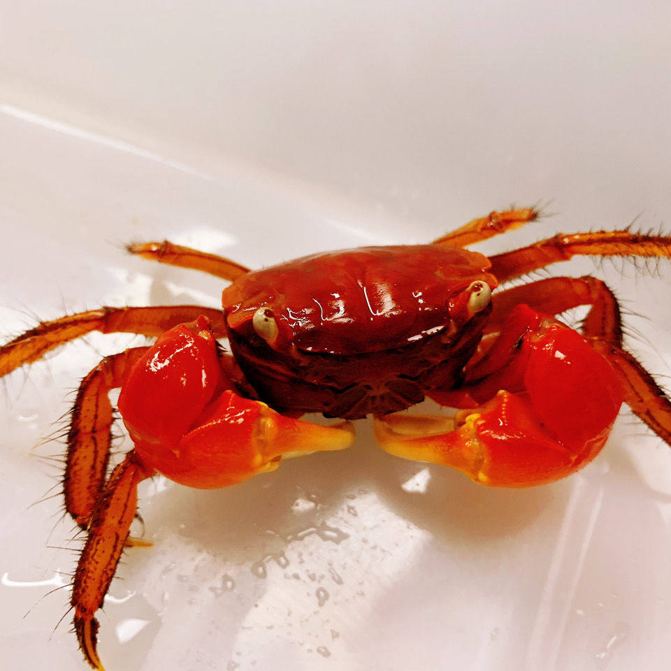 泰国 相手蟹淡水蟹观赏蟹 迷你辣椒蟹 宠物螃蟹发财蟹 红螯