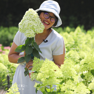 圆锥绣球花苗石灰灯阳台庭院露台灌木花卉植物盆栽树苗