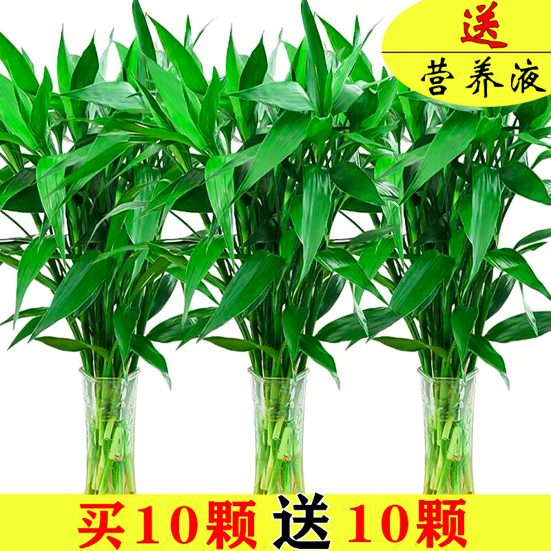 节节高富贵竹植物水生竹子客厅卧室绿