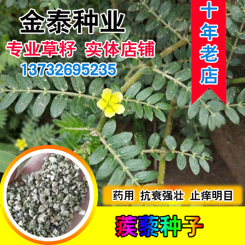 蒺藜种子沙地荒地种植屈人止行休羽升推白蒺藜种子青鲜时饲料药用