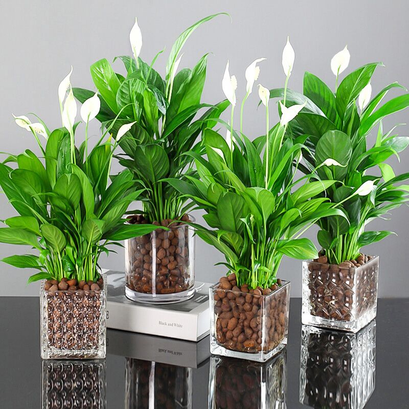 水培白掌盆栽一帆风顺室内花植物办公室桌面水养花卉四季