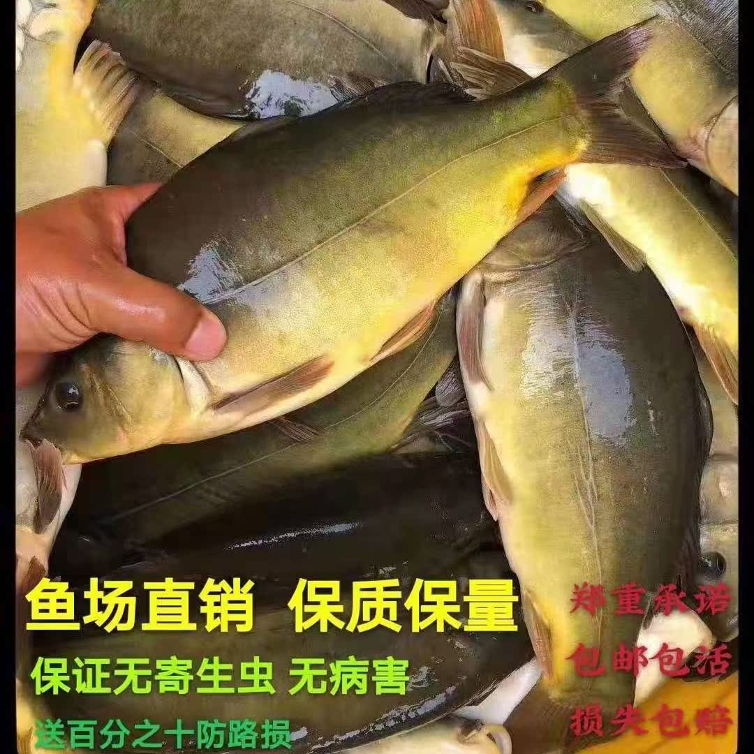 耐活好养包活特价小鱼苗本地活体稻田鱼家养鱼裸鲤无鳞鲤淡水养殖