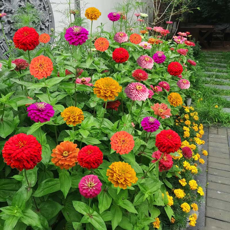 重瓣百日草花籽四季播种易活开花室内室外庭院波斯菊花种子籽野花