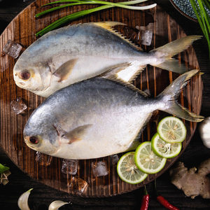 大鲳鱼鲜活图片