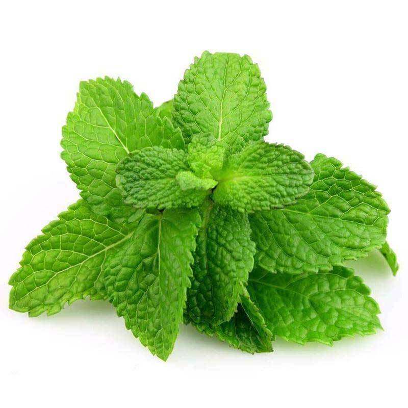 鲜薄荷叶 留兰香驱蚊薄荷叶 现采薄荷头鱼香草盆装/新鲜薄荷叶