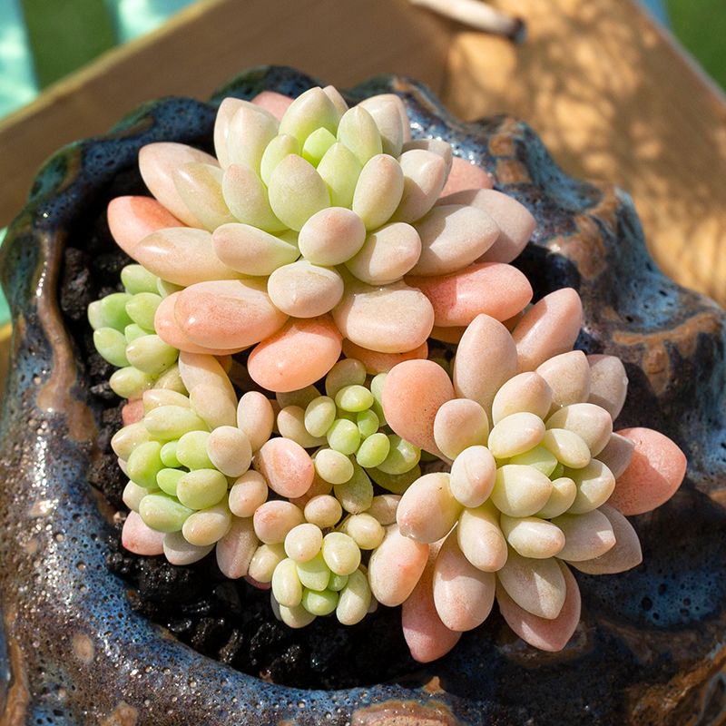 洛可可细叶洛神多肉植物稀有品种多肉盆栽超萌肉肉进口贵货花陌派