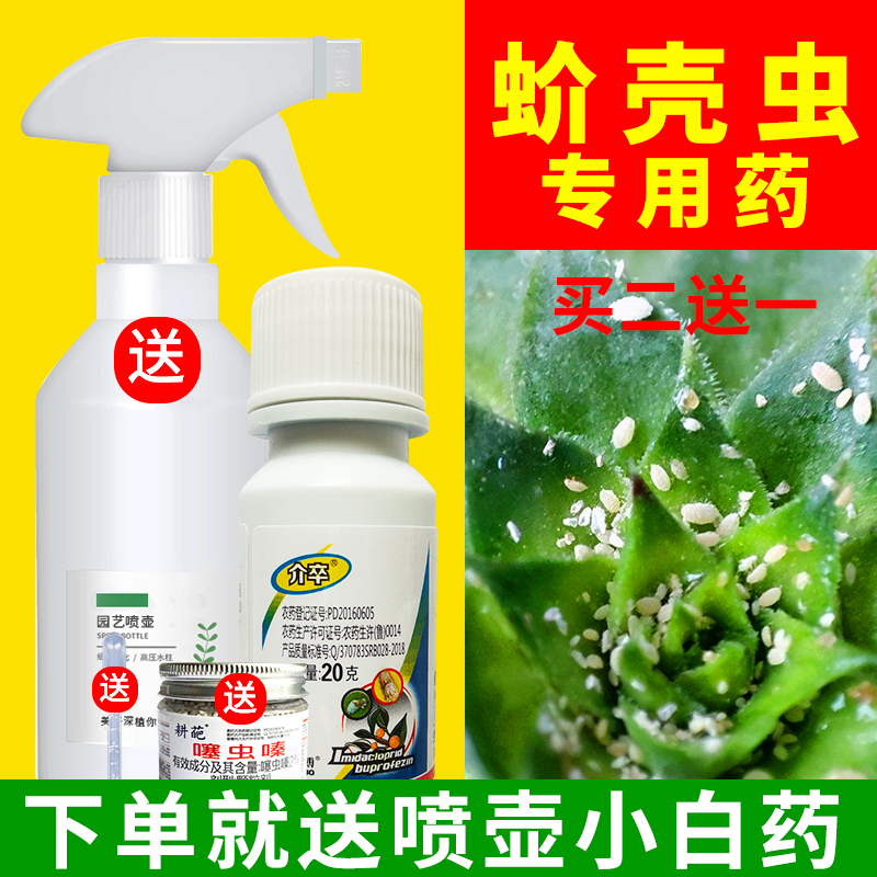 蚧壳虫专用药多肉小白虫花卉植物蚧必治杀虫剂兰花介壳虫专杀药剂