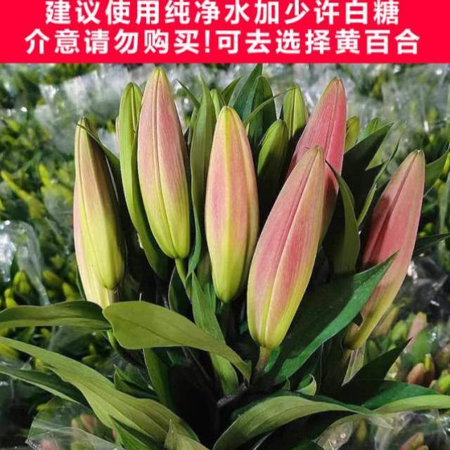 绿办公室花香园艺花卉基NAY5630水地直发养花百合花植瓶室内花店