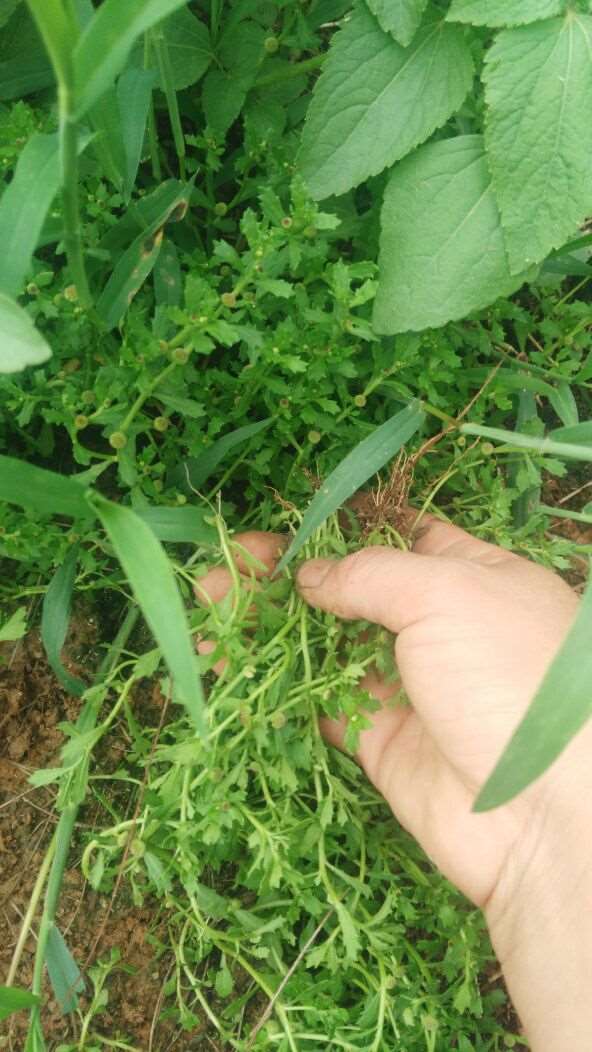 野生鹅不食草苗食胡荽新鲜鹅不食草中h药材种苗盆栽带土15棵包邮