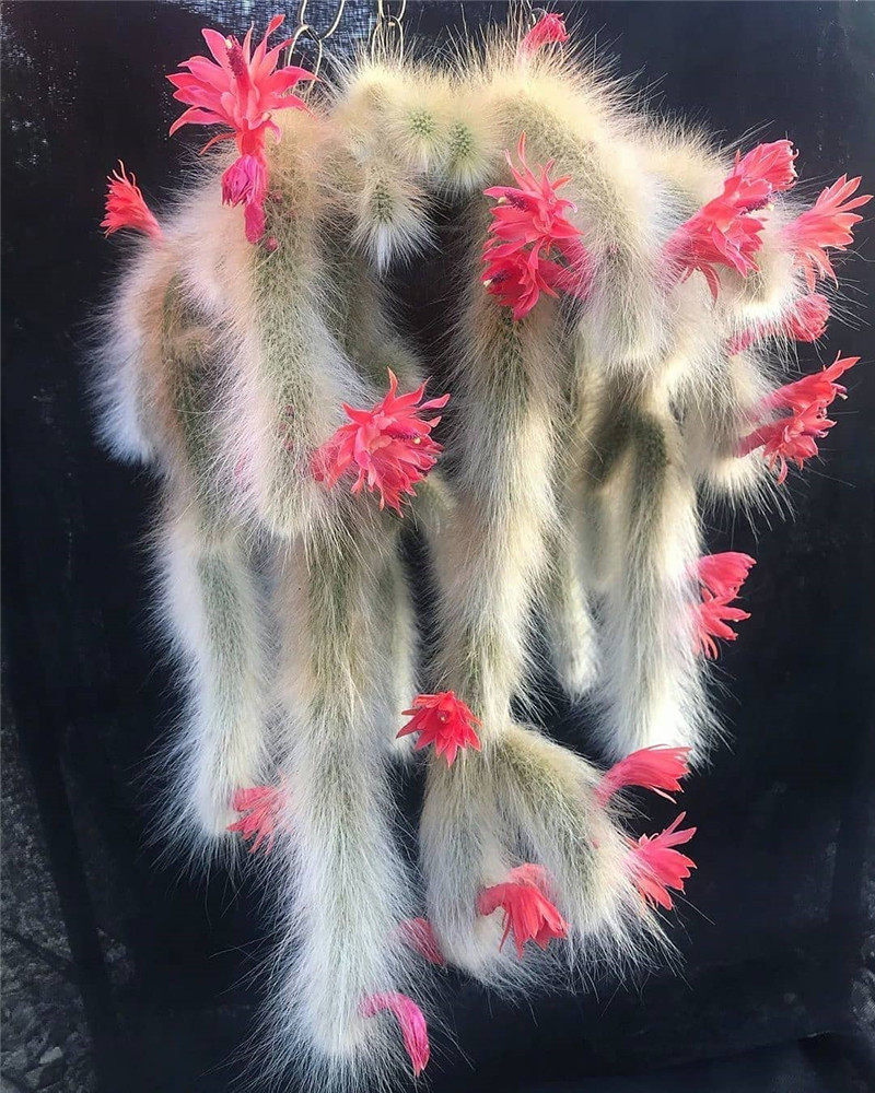 猴尾柱仙人柱九尾狐仙人掌类植物盆栽室内花卉客厅垂吊绿植多肉花