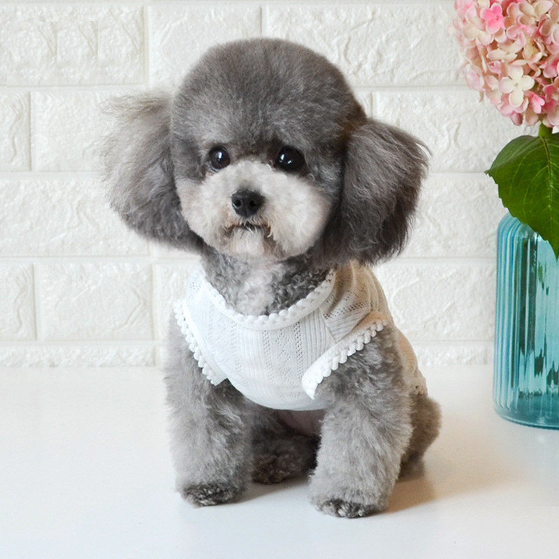 武汉犬舍小体灰泰迪幼犬纯种活体飞耳茶杯泰迪红贵宾犬出售宠物狗已售