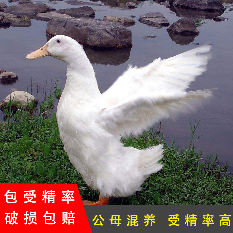 正宗樱桃谷种蛋北京大白宠物鸭蛋新鲜受精蛋可孵化番种蛋珍禽鸭种