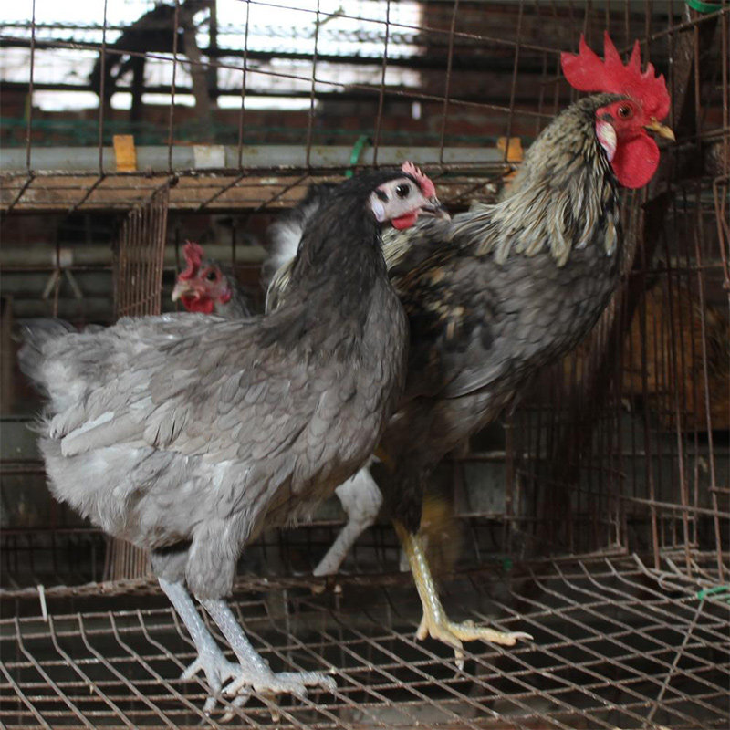 安义瓦灰鸡种蛋受精蛋土鸡观赏肉鸡虫草鸡可孵化高产绿壳蛋鸡20枚