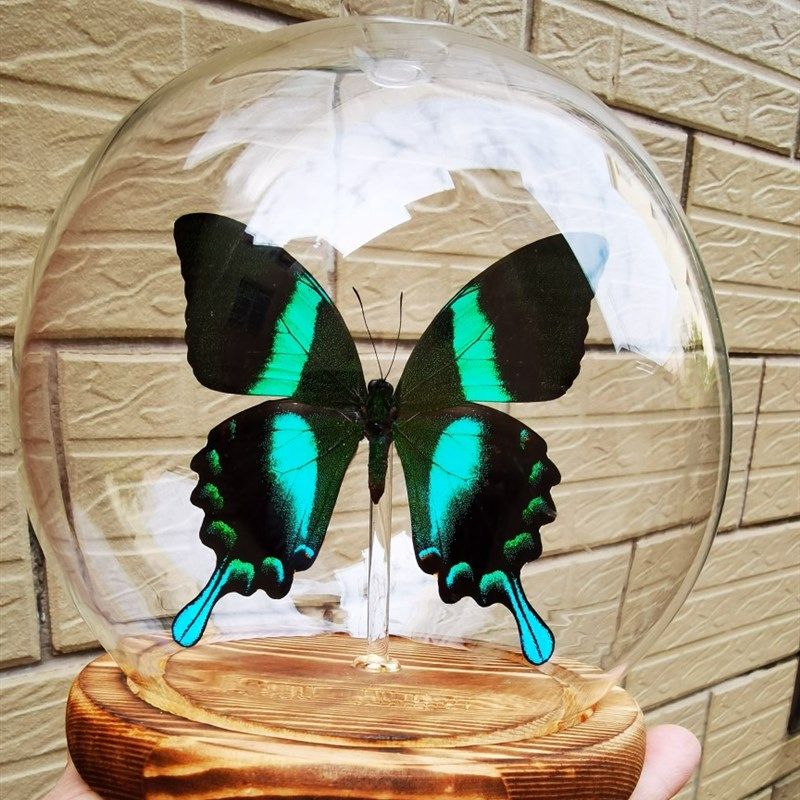 密封玻璃罩爱神凤蝶家居摆件乔迁礼品传世的标本类装饰画标本新濮