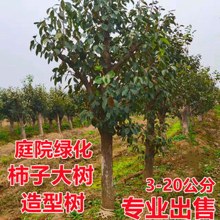 柿子苗树脆甜柿子特大树带土球盆栽庭院地栽南北方种植当年结果苗