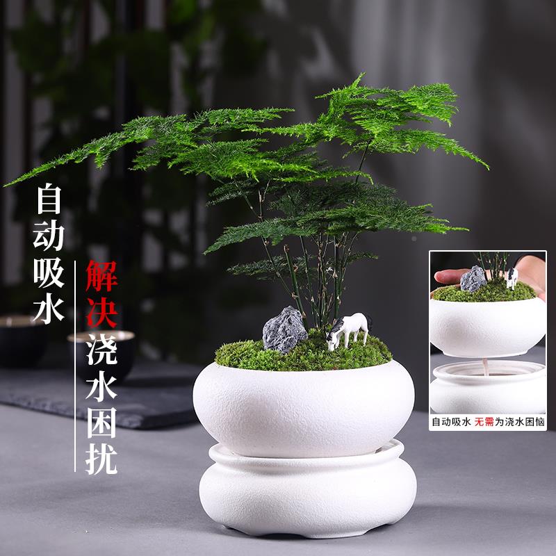 文竹盆青栽植物室内花卉盆办公桌面绿植好养四季常景0fd65468室观