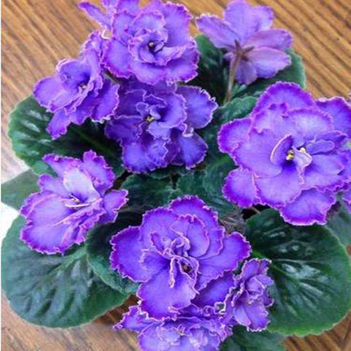 紫罗兰蓝盆紫罗富贵花桂花种子下单生根肥料单就家庭园艺种子