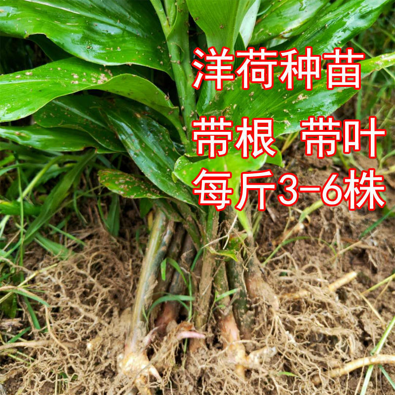 阳荷茗荷洋荷姜种根阳藿山姜观音花野生姜莲花姜种子洋河姜种苗