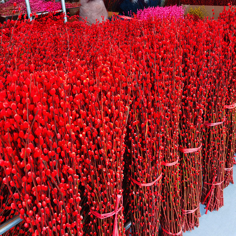 红银柳-特价促销-优惠券领取-价格|多少钱|什么牌子好-35优惠券网站