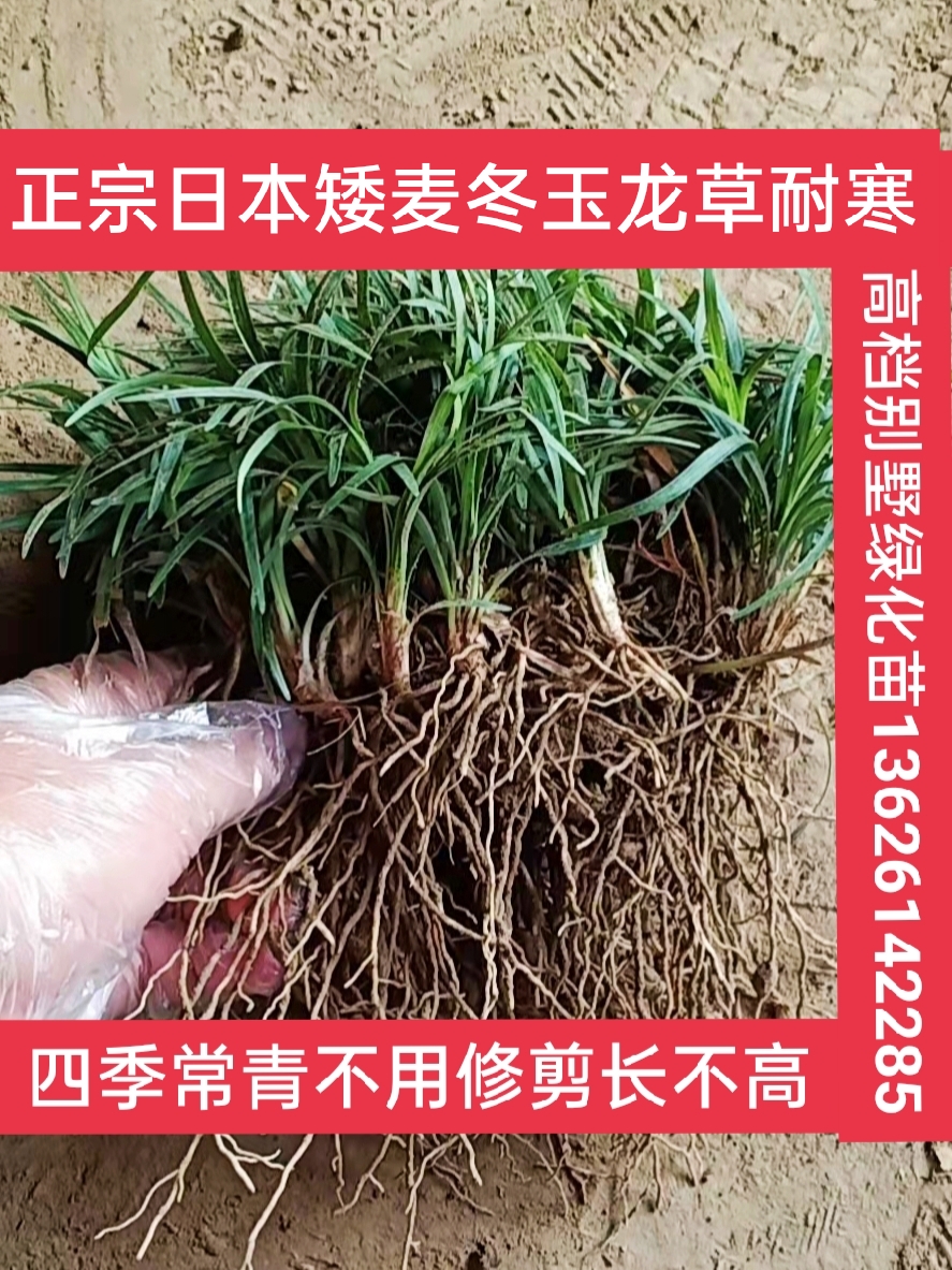 麦冬草矮麦冬草庭院别墅绿化苗中叶大