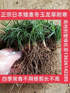 麦冬草矮麦冬草庭院别墅绿化苗中叶大叶麦冬草四季常绿耐寒麦冬草