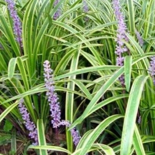 麦冬草矮玉龙草苗蓝花燕尾正宗细叶金边麦冬草宽叶麦冬常青耐寒草