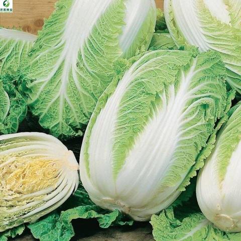 种子菜大白叶多多山东白菜籽冬季四季播大白菜抗病高产蔬菜白菜子