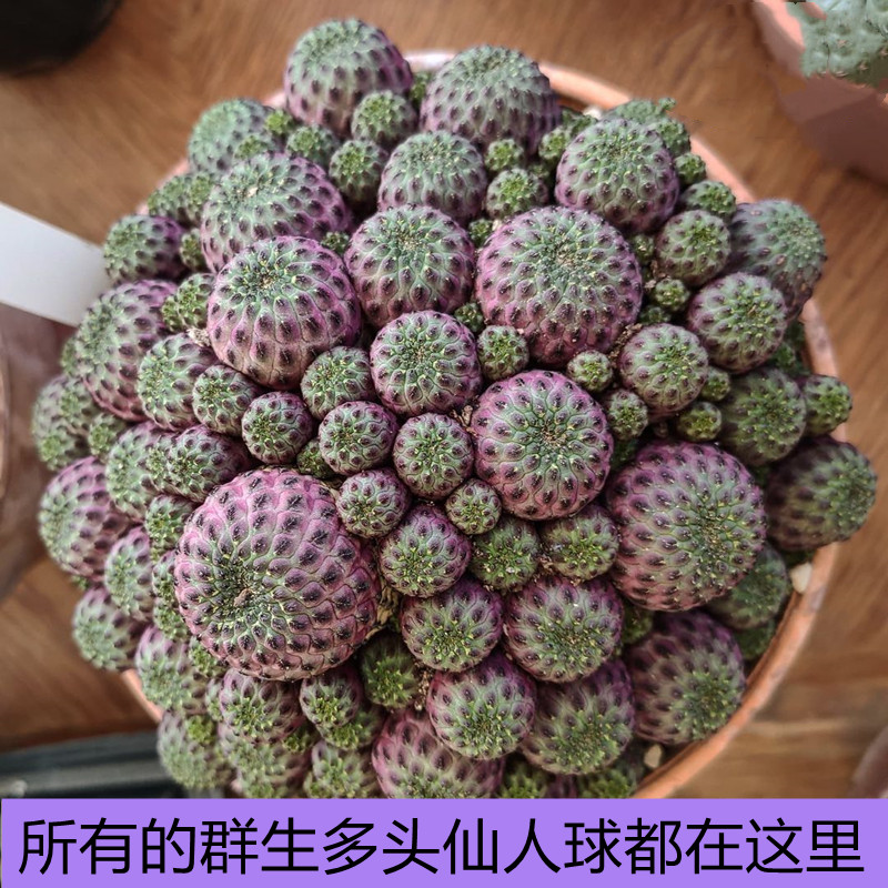 群生仙人球合集多头开花仙人球品种大全多肉植物室外花卉盆栽稀有