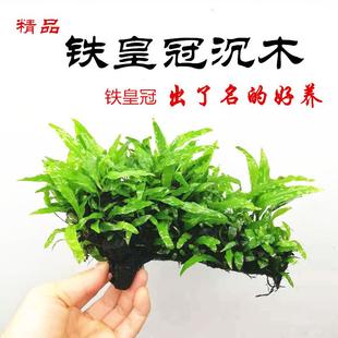 铁皇冠沉木定植水草鱼缸造景好养活懒人水草入缸成景无需二氧化碳