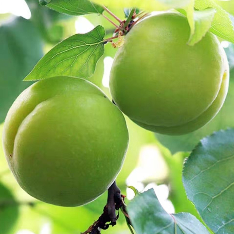 现摘新鲜农家青杏子青杏酸杏饱满孕妇水果非黄杏绿色杏子产地包邮