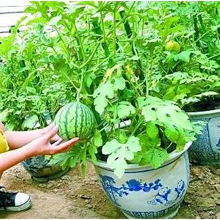 盆栽阳台嫁接西瓜苗8424麒麟瓜大棚四季种植育苗蔬菜瓜果西瓜苗秧