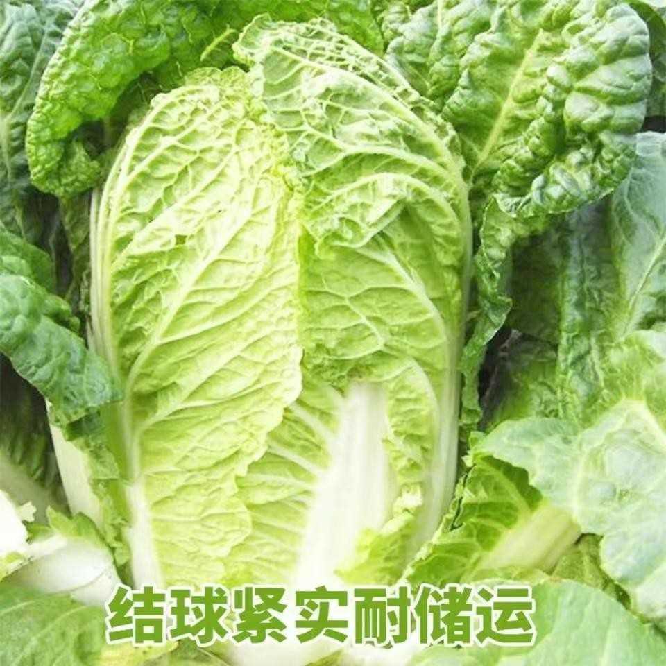 大白菜小义秋和种子蔬菜籽北方秋季冬储胶州小菜籽冬秋播种孑正宗