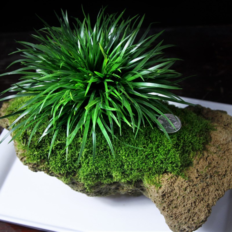 金钱菖蒲盆景水培绿植办公室盆栽花卉附石虎须绿植