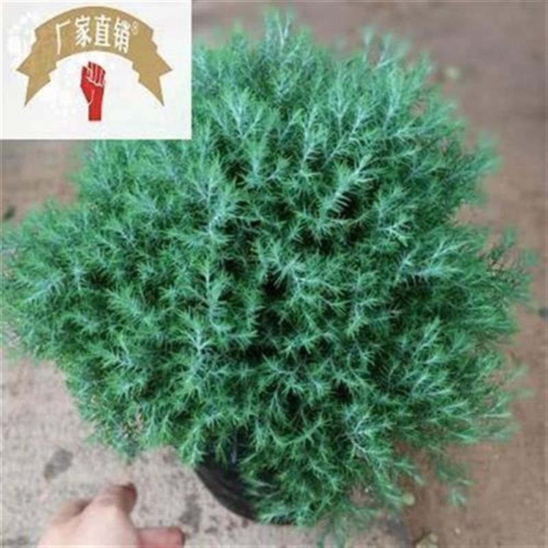 球状松柏盆景 绒针柏柏露vv水 绿办盆景绒松o四季常青.植公室植