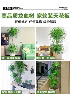 定制龙血树客厅绿植室内大型盆景真花龙铁龙须树办公室落地植物摆