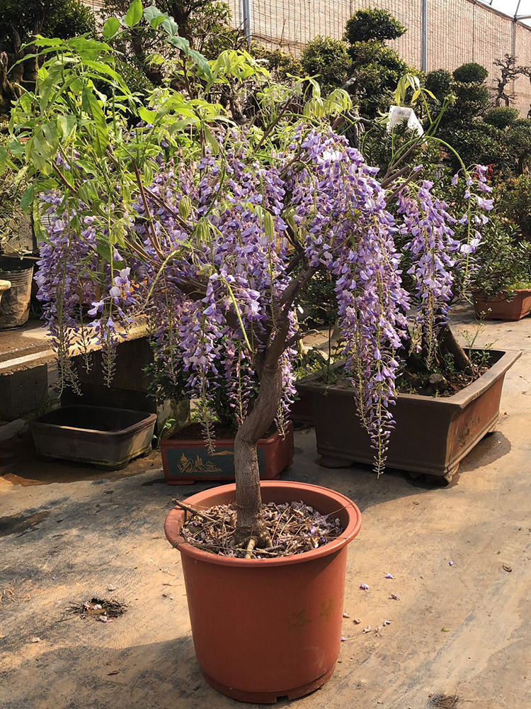 紫藤花树苗盆栽四季攀援花卉爬藤绿植物别墅庭院阳台紫藤萝攀爬快