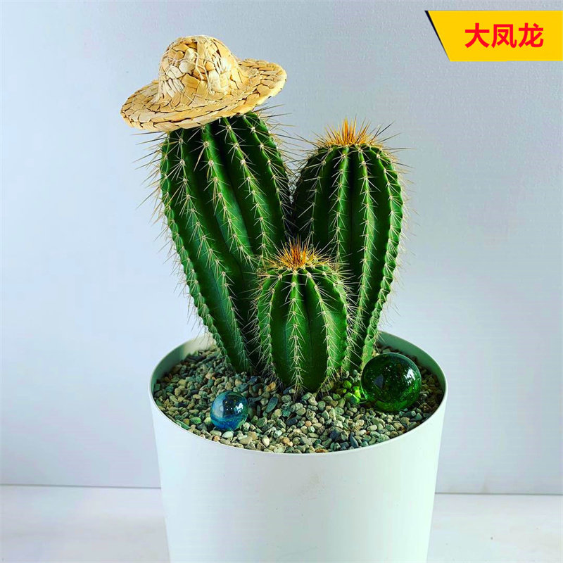 大凤龙群生仙人柱造型多头仙人球新手好养仙人掌多肉植物小盆栽