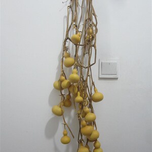 包芦天然手捻葫邮连藤连枝美国小葫芦葫芦串把玩r装饰葫芦一物一