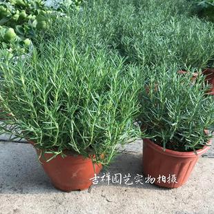 迷迭香盆栽薄荷食用香草植物西餐料理阳台气味芳香甜罗勒九层塔