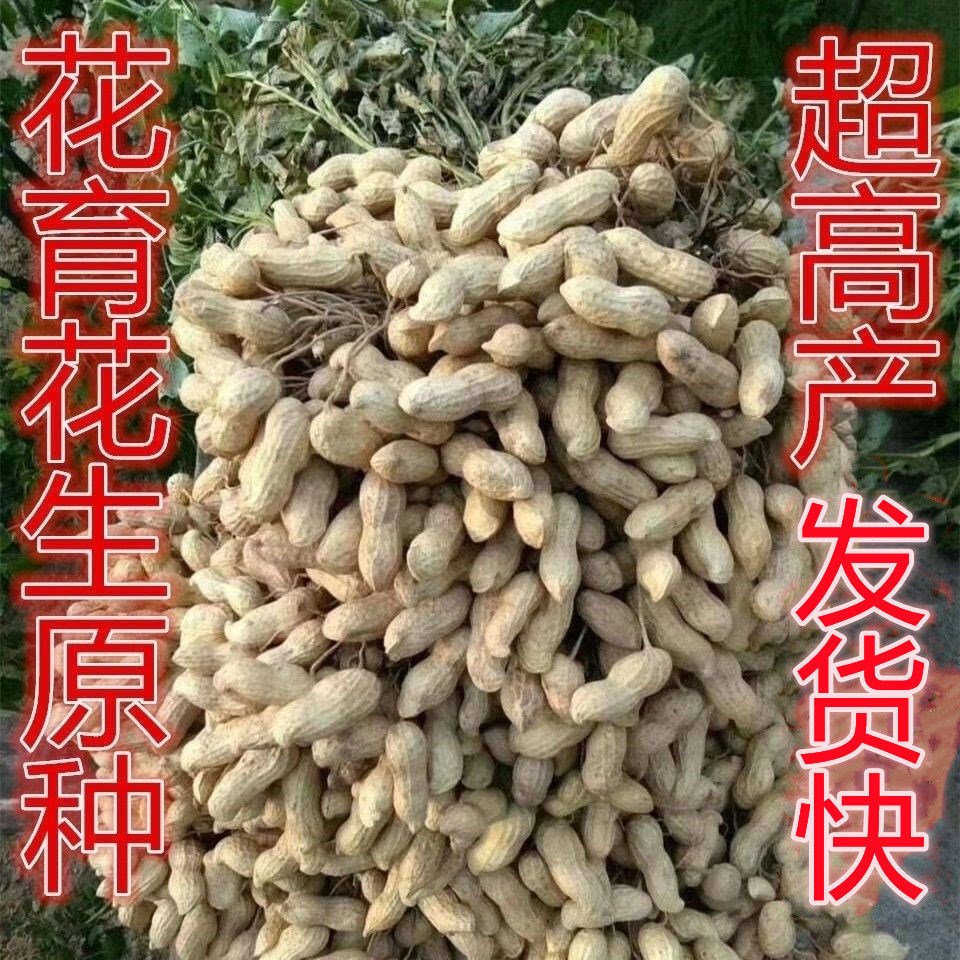 高产花生种子花育60花生原种超高产中果型千斤王一级种落花生种籽