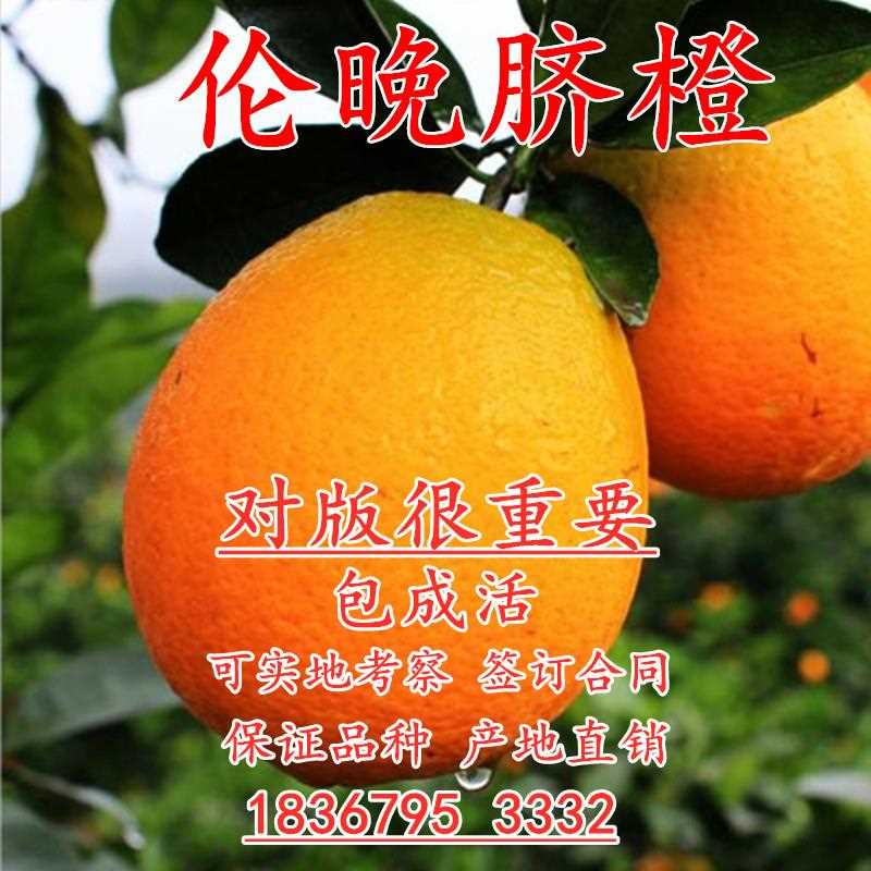 伦晚脐橙盆栽果树脐橙树苗