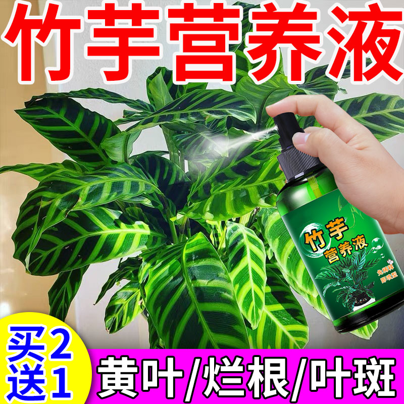 孔雀七彩竹芋水培盆栽鲜花观叶植物四季常青促生根营养液通用型